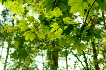 Fototapeta na wymiar sycamore spring leaves