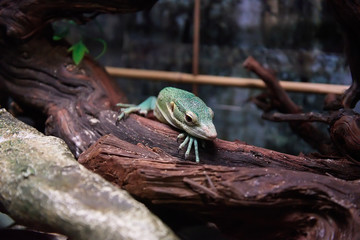 Green lizard laying on the tree trunk.
