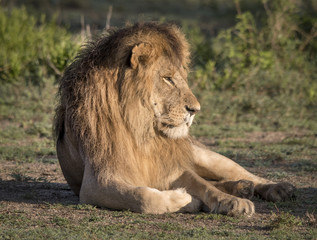 Male Lion at Sunset