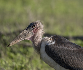 Maribou Stork Profile