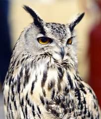 Majestic Owl. Close up. French flag.