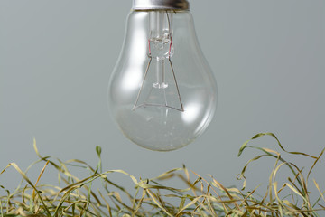 Environmentally unfriendly incandescent bulb over the dried grass