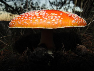 Magic Mushroom
