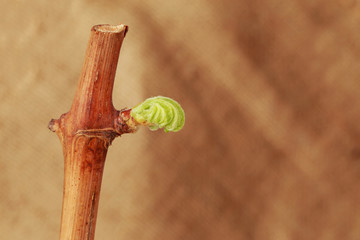 sprout of grapes