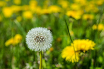 White light dandelion flower on a background of yellow flowers