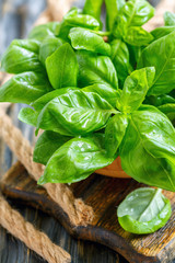 Bowl with green basil leaves closeup.