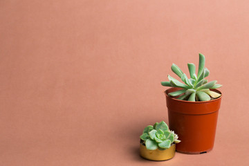 Beauty succulent background