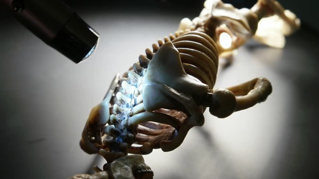 Miniature Human Skeleton Model Close Up
