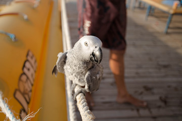 Gray African Parrot sitting on the rope. © ale_koziura