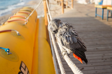 Gray African Parrot cleaning feathers. © ale_koziura