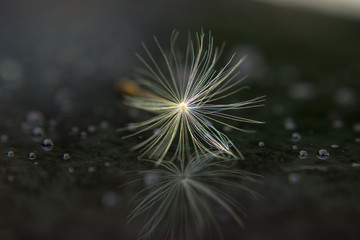 Seed of dandelion after rain