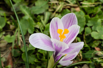 Saffron Flower