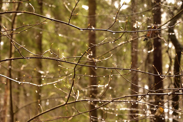 Interweaving of branches