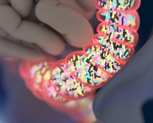 Gut bacteria, microbiome. Bacteria inside the large intestine, concept, representation. 3D illustration.