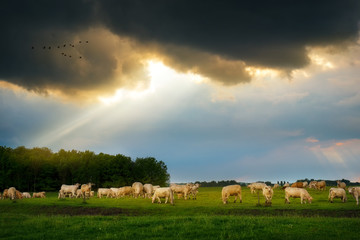 Cattles in the stormy pasture