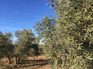 olive trees