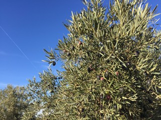 olive tree 