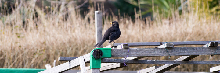 Amsel sitzt auf einem Gestell und beobachtet