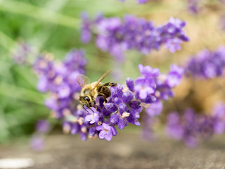 Biene auf Lavendel