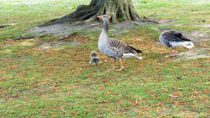 Gänsefamilie auf einer Wiese