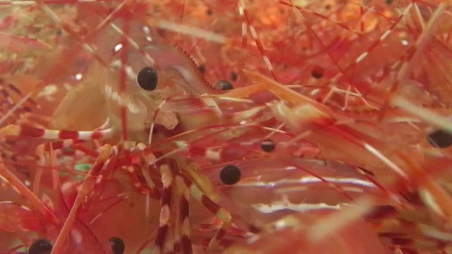 Live shrimp in a prawn tank