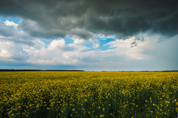 Naklejka premium Stormy rape field
