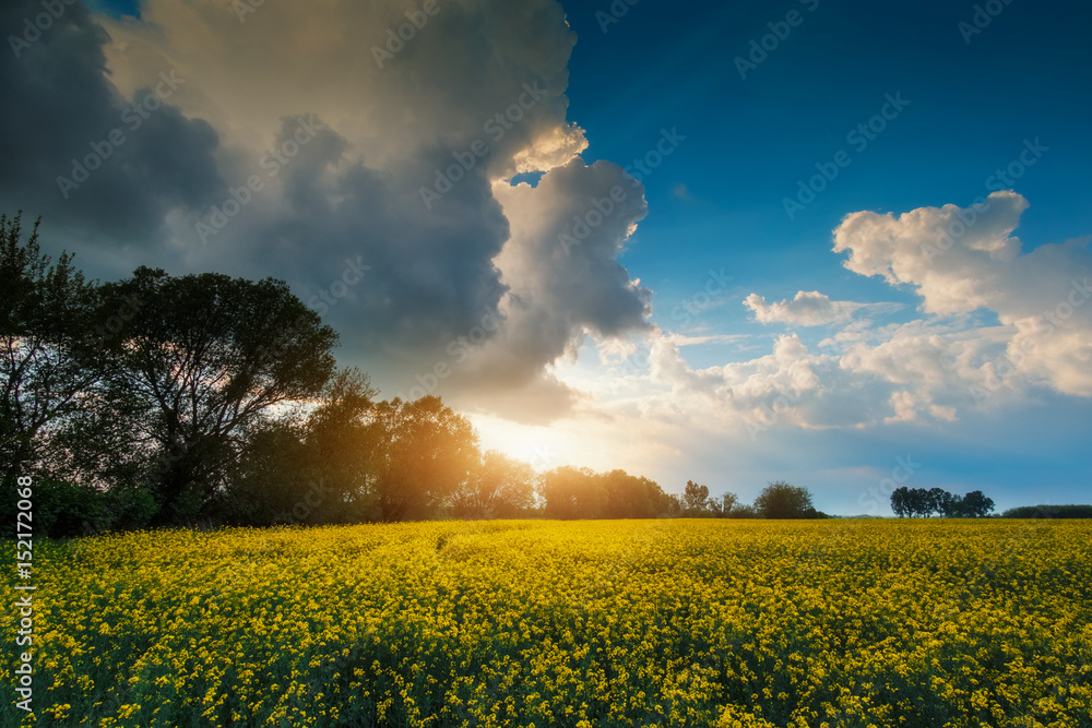 Wall mural stormy rape field