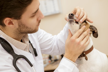 Obraz na płótnie Canvas Handsome male vet examining teeth of a dog at his clinic