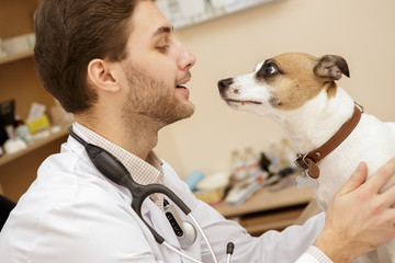 Handsome male veterinarian examining cute jack russel terrier at the hospital