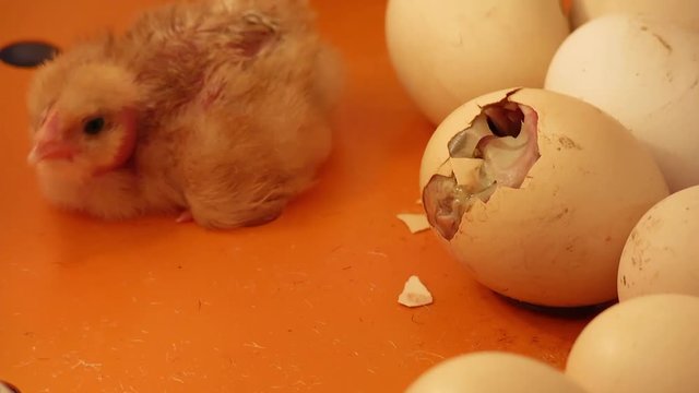 Chickens hatch from the shell. The hatched chicken sits near the eggs in the incubator.