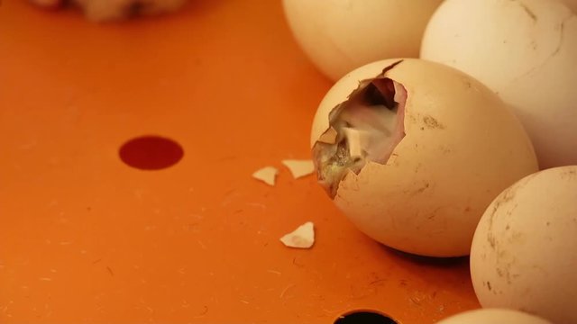 The birth of a chicken in an incubator. The chicken breaks the shell from within.