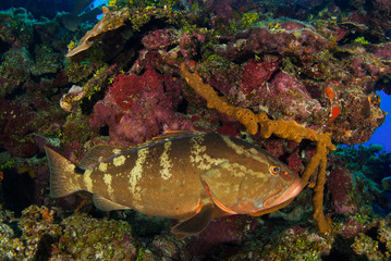 Fototapeta na wymiar A nassau grouper enjoys his habitat on the reef in the tropical waters of Little Cayman. These fish provide an invaluable part of the ecosystem and keep populations of other species under control