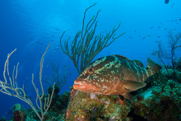Fototapeta na wymiar A nassau grouper enjoys his habitat on the reef in the tropical waters of Little Cayman. These fish provide an invaluable part of the ecosystem and keep populations of other species under control