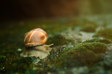 Snail