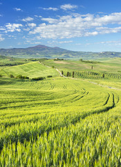 green wheat field and farm road in Tuscany © sergejson