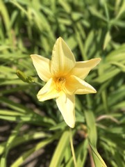 yellow flower