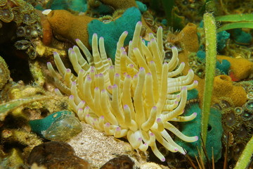 Naklejka na ściany i meble Marine life sea anemone Condylactis gigantea underwater in the Caribbean sea
