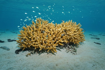 Staghorn coral underwater with fish blue-green chromis and whitetail dascyllus damselfish on a sandy seabed in the lagoon of Bora Bora, Pacific ocean, French Polynesia
