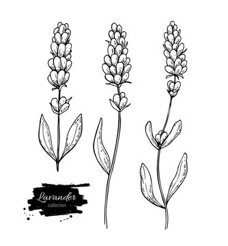 Lavender Vector Drawing Set. Isolated Wild Flower And Leaves. Herbal Engraved Style Illustration.