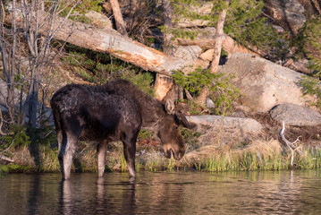 Shiras Moose of The Colorado Rocky Mountains