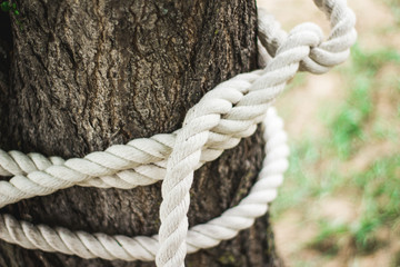 Fototapeta na wymiar A rope with knot around tree trunk. Alpine rope knots in training camp.