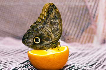 The owl butterfly is very rare, butterfly Owl eyes. eat juice