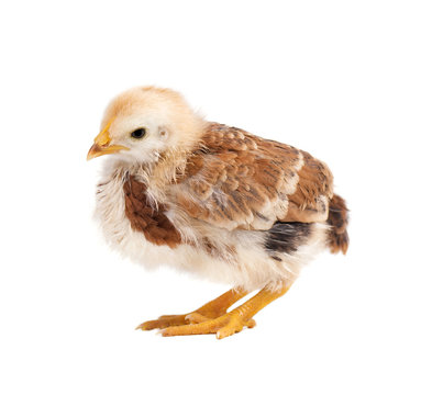 Little cute chick isolated on white background