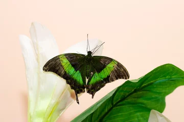 Foto auf Leinwand butterfly sitting on white flower Kaal © denfotoblog