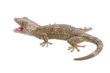 Giant Gecko, Uroplatus fimbriatus, Gecko with opened mouth showing his red tongue as defense against the enemy isolated on white background. Madagascar wildlife and wilderness