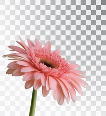 Gerbera isolated on a transparent background