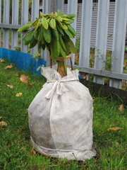 Rhododendron shrub wound by spunbond round against the winter frost and rodents in the autumn garden