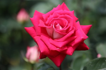 馬見丘陵公園のバラ園