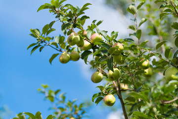 green apples on tree