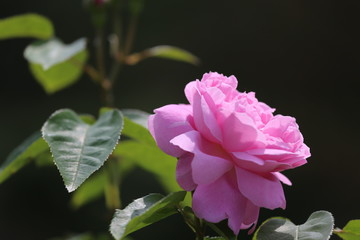 馬見丘陵公園のバラ園